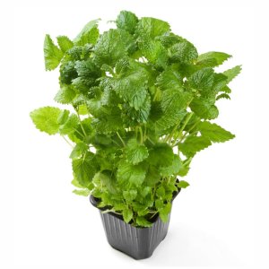 Мелисса в горшочке 1шт Свежий Стандарт