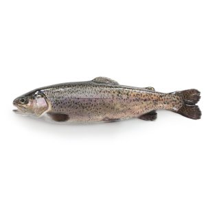 Форель Хакасия радужная 1,5+ НР охл вес