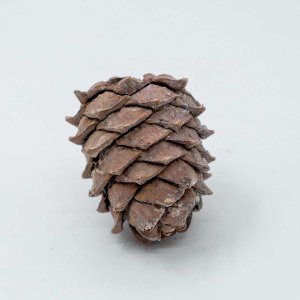 Шишка Кедровая средняя 1шт