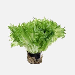 Салат Фриллис в горшочке 1шт Свежий Стандарт