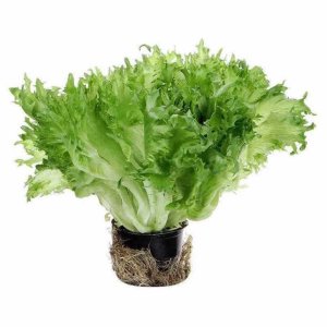 Салат Фриллис в горшочке 1шт Свежий Стандарт