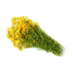 Зверобой пучок 