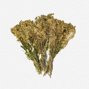 Лабазник трава пучок 1шт 