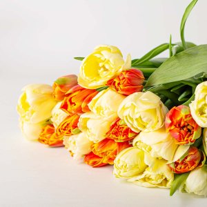 Тюльпан пионовидный 1шт 