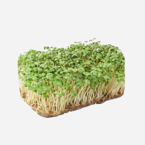 Проростки Сибросток микрозелень горчицы 100г