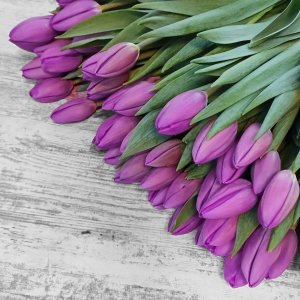Тюльпан эксклюзивный категория премиум 1шт