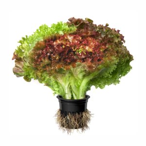 Салат Лолла Росса в горшочке 1шт Свежий Стандарт