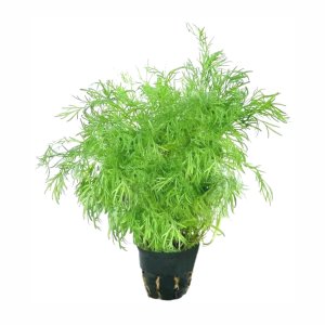 Укроп свежий в горшочке 1шт Свежий Стандарт